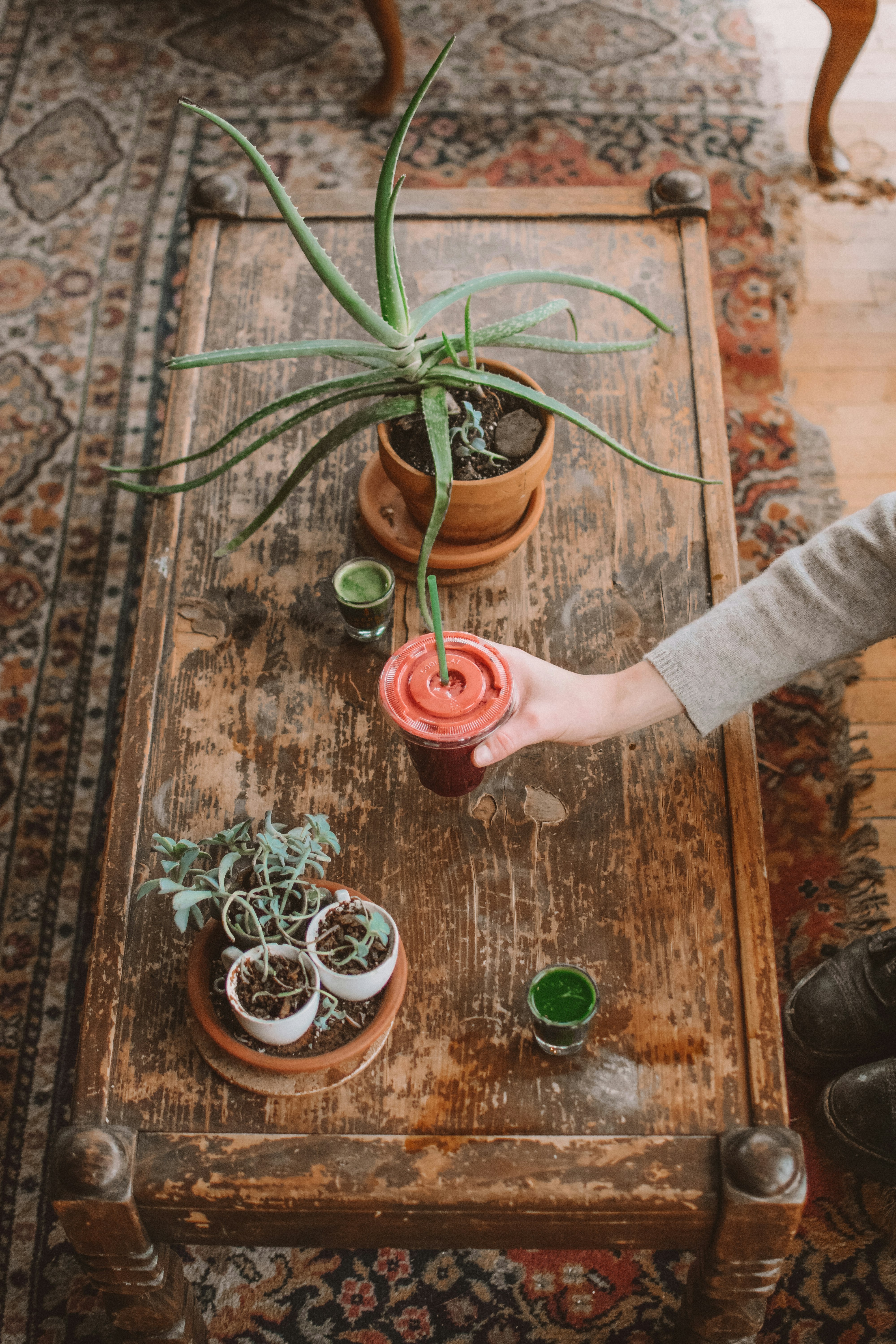 person holding green plant on brown clay pot